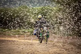 全球70年来最大蝗灾来袭！蝗虫群已席卷23个国家，杀虫剂告急，关注这些农药股图片