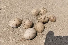 两种鸟蛋放在一起不利于孵化，天兴洲向“混蛋”说不图片