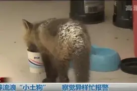 收养流浪“小奶狗”察觉异样忙报警图片