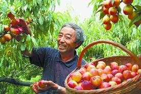 河南内乡：生态赤眉邀您来吃桃啦图片