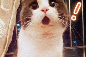 32岁保姆硕士学历、懂英语法语、曾赴海外工作，是真的吗？图片