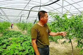 柳林县红枣走进大棚图片
