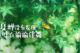 《奇妙小森林》定档530 回归自然开启森林新玩法图片