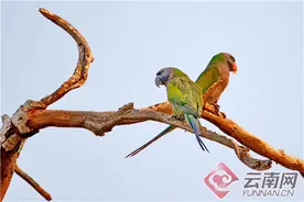 云南糯扎渡自然保护区里的温馨一幕：鹦鹉宝宝从巢穴掉落 成年鹦鹉轮流照顾图片