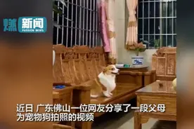 设备齐全还打光！网友”吃醋”父母为狗子拍照，狗子的表情亮了图片