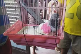 一只鸽子为何在印度面临入狱？只因被印警方指控为“间谍”图片