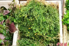 广东侨乡台山人用“田基黄”烹汤清热护肝图片