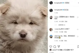 李荣浩自嘲撞脸松狮犬 杨丞琳称是自己爱狗的原因图片