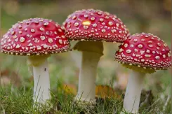 食以安为先 蘑菇别乱采——预防野生毒蘑菇中毒的消费提示图片
