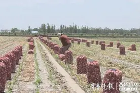 今年蒜价“狠”不起来，成武大蒜进入收获期图片