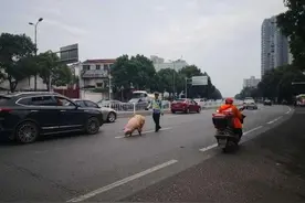 当拉猪车上掉下来一头活猪以后图片