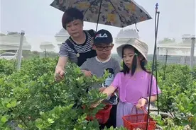 记者探访乡村采摘游：商家打起亲子牌，水果价格接地气图片