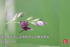 果然视频｜警惕！济南南部山区蜱虫高发，最高密度12.6只/米视频封面