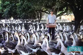 一只鹅一头羊一群蜂 富了一方人(1)图片