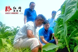 道县：金枝玉叶助农脱贫 人均增收20000余元图片