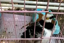 真的太像了，小鸟叫声酷似电动车警报视频封面