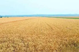 风吹麦田千重浪，又到一年夏收忙图片