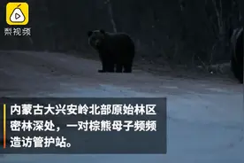 棕熊母子多次到管护站蹭吃 到点就来，拿自己不当外人图片