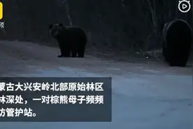 棕熊母子多次到管护站蹭吃 到点就来，拿自己不当外人图片
