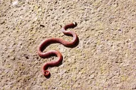 东阳首次发现珍稀濒危蛇类中华珊瑚蛇 金华也属首次记录图片