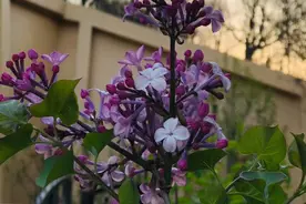 明清的诗：咏花组诗（ 十二首）图片