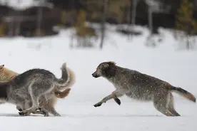 壹点音频｜《狼图腾》中辽阔的蒙古草原，是个充满活力的奇异世界图片