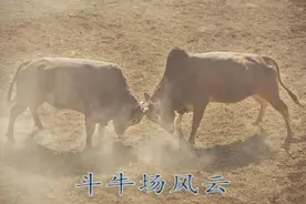 民间故事连载 | 斗牛场风云 下（听书）图片
