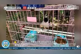 真的太像了！小鸟叫声酷似电动车警报图片