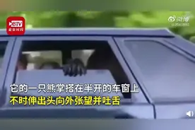 俄罗斯一只黑熊坐小轿车“兜风”：熊掌搭窗 跟邻车say hi图片