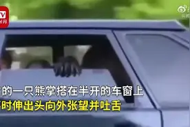 俄罗斯一只黑熊坐小轿车“兜风”：熊掌搭窗 跟邻车say hi图片