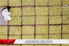 金银花铺筑山区增收路视频封面