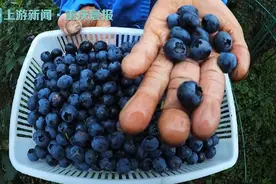 巴南：大来山200亩高山蓝莓成熟 吸引不少市民游客采摘尝鲜图片