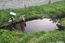啥？泰安一河道有龙虾，市民称一晚上能捡两桶图片