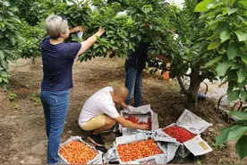 直播探访樱桃基地丨家乐福集中采购，当天采摘当天上架图片
