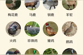 国字号目录发布，这些动物可以食用图片