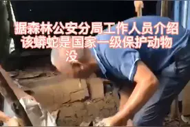 视频｜惊险！蟒蛇进村吃鸡，博罗村警火速捕蛇视频封面