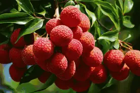 最近大量上市，吃这种水果要注意，严重可致命！图片