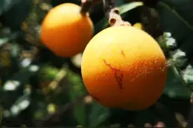 晚潮丨夏天的果实图片