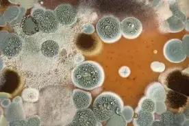 居家除霉的小妙招，一学就会图片