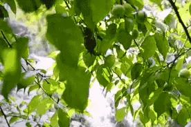 脱贫奔康 汕尾优品②| 又酸又涩？青梅在陆河的N种吃法了解一下图片