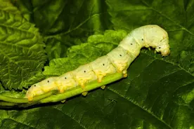 科学汇｜蚕为啥能荣登“科宠”第二宝座？一起来解锁它的小秘密吧图片