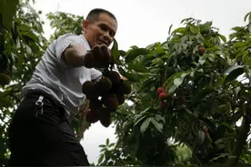 荔枝回归！本周六起在南山可以品尝到新鲜荔枝啦图片