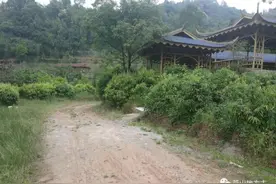 【芦山地方志-地方风物】李靖‖吹过姜城的风——甜茶图片