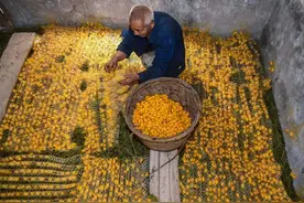 蚕吐金丝线！桐乡蚕农丰收“黄金茧”图片