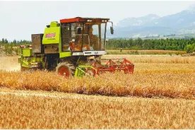 开镰！山东小麦已开始零星收割，大面积收割将在6月上旬图片