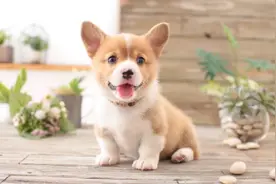 狗为何没列入畜禽遗传资源目录？权威回答来了图片