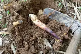 一次拔山笋经历所悟到的答案（散文）图片