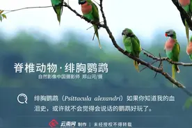 「生物多样性百科」脊椎动物·绯胸鹦鹉：每一只会说话的鹦鹉，背后都有一段血泪史图片