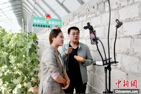 甘肃戈壁蜜瓜“直播”助农“内育外引”持久扶贫消费图片