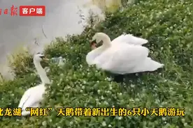 瞧这一家子！郑州“网红”天鹅带孩子们游北龙湖图片